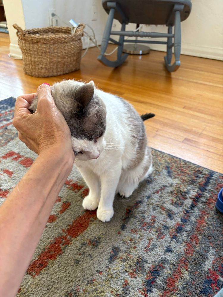 He gets them. 