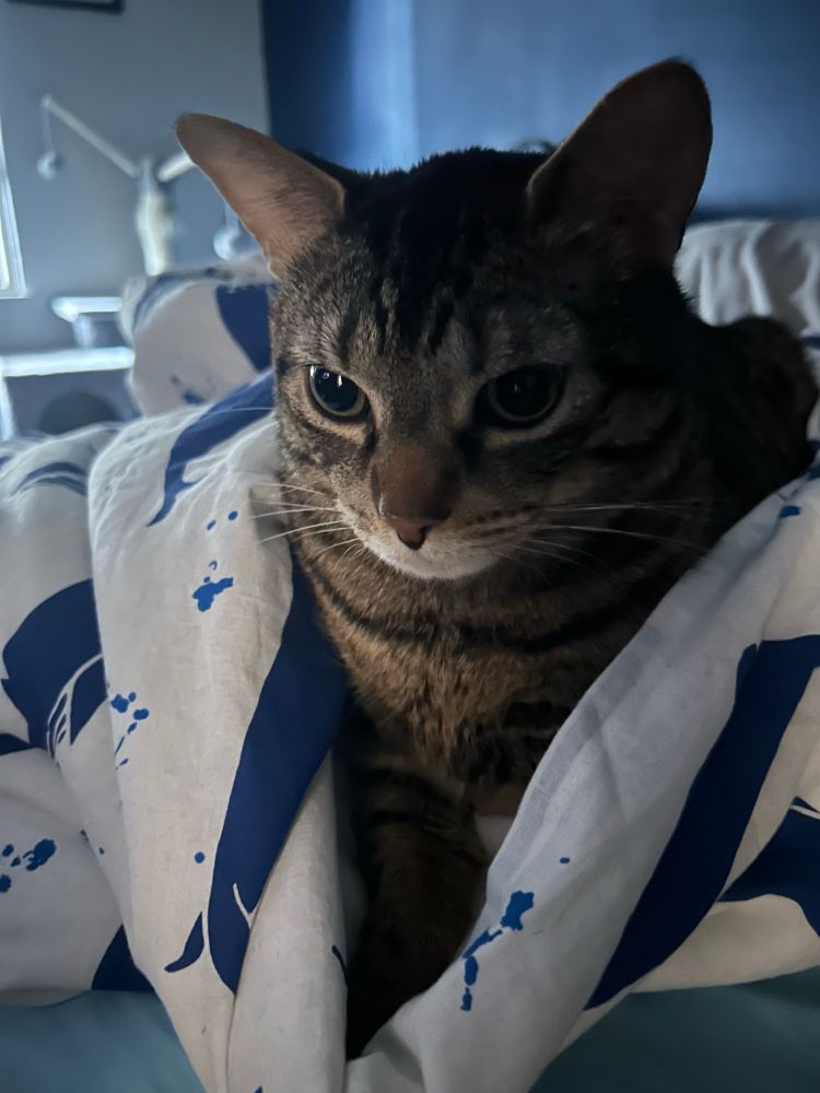 A proud bengal x cat burritoed in their cozy whale print duvet