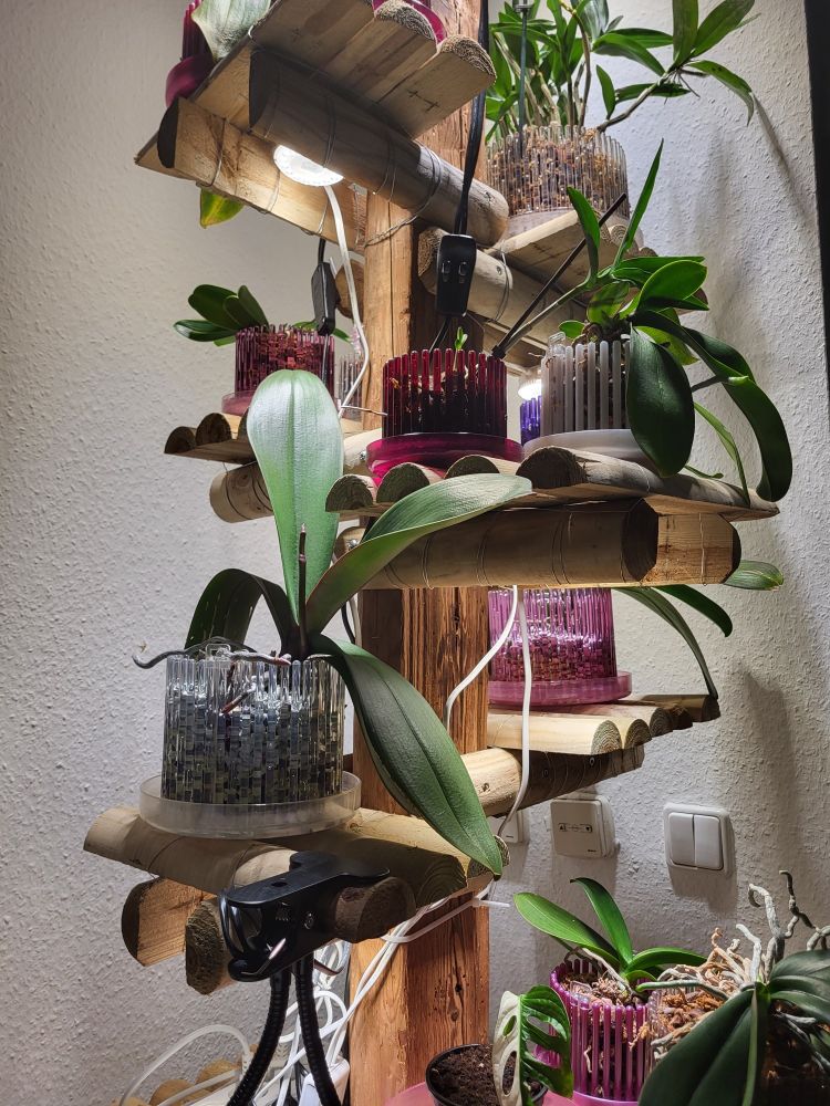 Auf einer, aus Holz gemachten Pflanzenhalterung steht eine große Phaleanopsis-Orchidee, die an einem Blütenstiel bastelt.
Drum herum sind viele andere Orchideen.