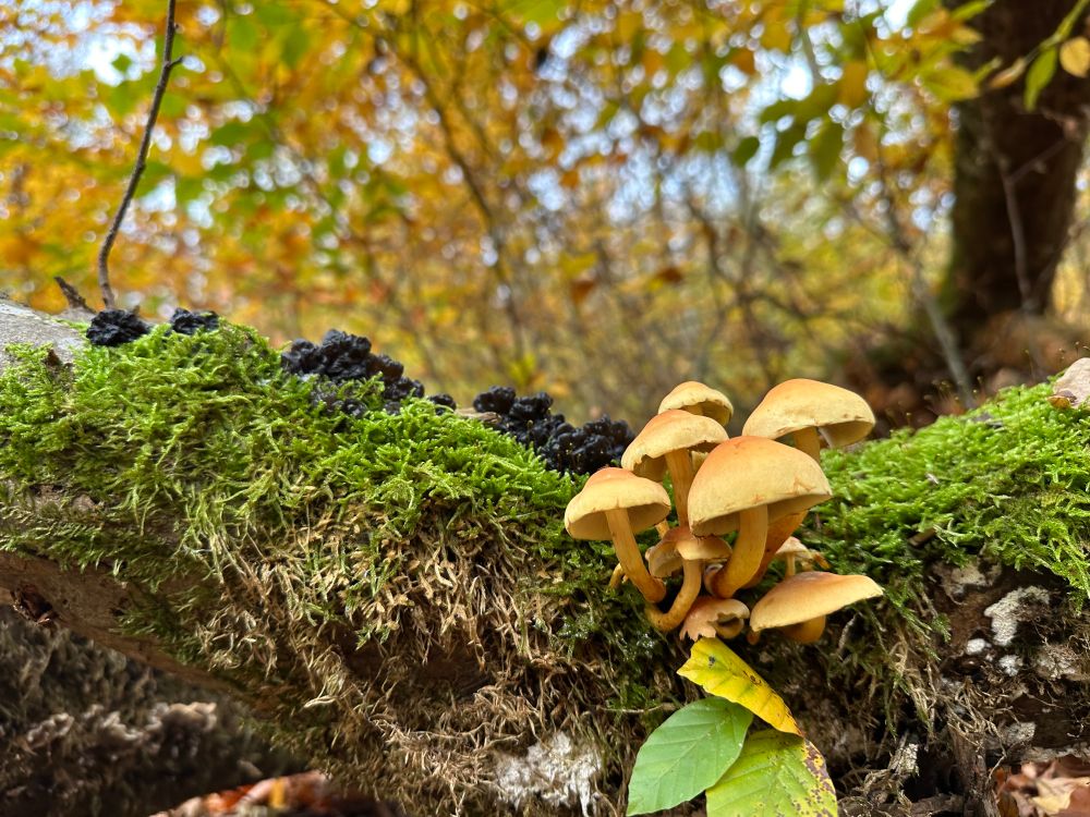 Gruppe gelblich-brauner Pilze wächst an moosbedecktem Baumstamm im Wald mit herbstlich gefärbtem Laub im Hintergrund.
