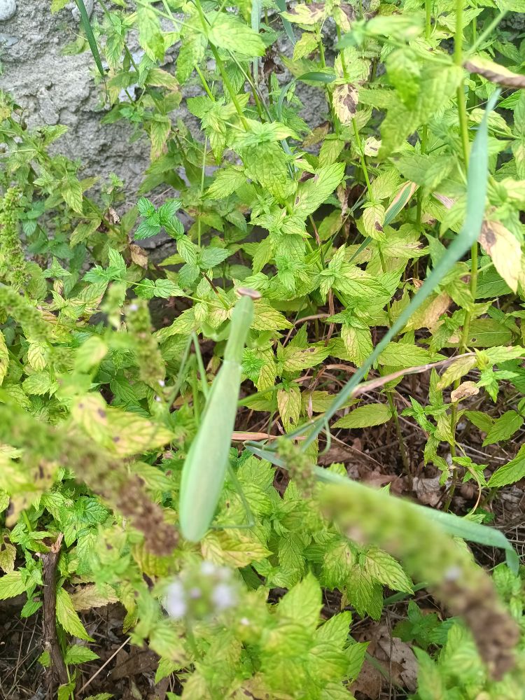 Pretty girl mantis in the hyssop patch.