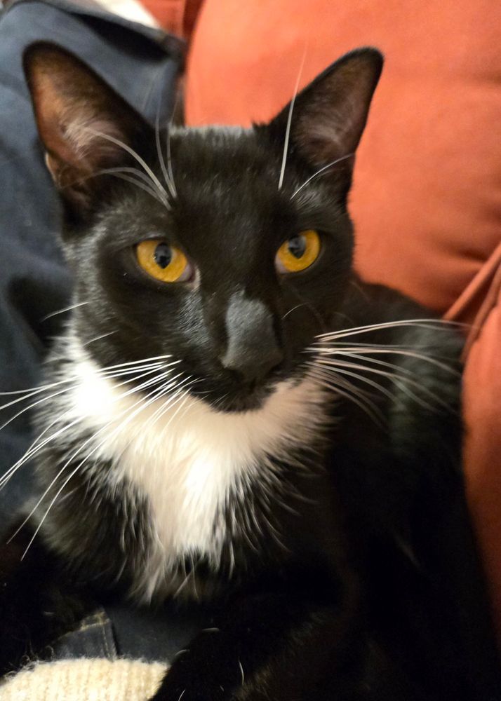 Six month old black and white tuxedo kitten 