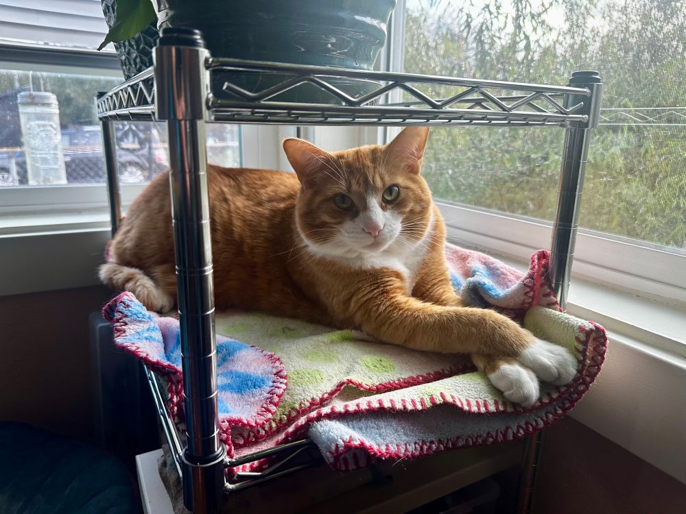 Pepper, a lovely orange creamsicle of a cat laying at the window with his little leg sticks crossed