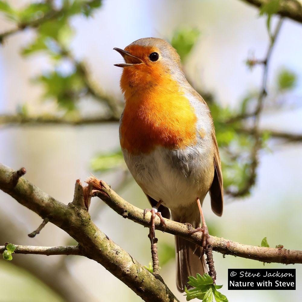A singing European Robin (Erithacus rubecula) perched on a twig in a Hawthorn bush. The bird's body is facing us and turned slightly to our left, with the head turned further to our left with the beak open. The face, throat and breast are orangey-red in colour, bordered with grey. The belly is white, the cap, upper body (what little we can see of it), wings and tail are brown, the beak dark, and the legs and feet pinkish.