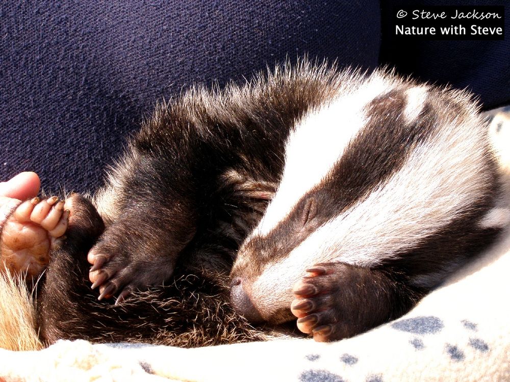 Photo of a Eurasian Badger cub, asleep on a blanket which has a paw print design. The cub's head is to the right, and he or she is lying with their chin on their chest, and with a foreleg beneath their head so that the forepaw covers an eye. We don't see much of the grey-looking fur of the upperparts here, but we do see a lot of the black fur on the legs and underparts, and the long white face with its twin black stripes.