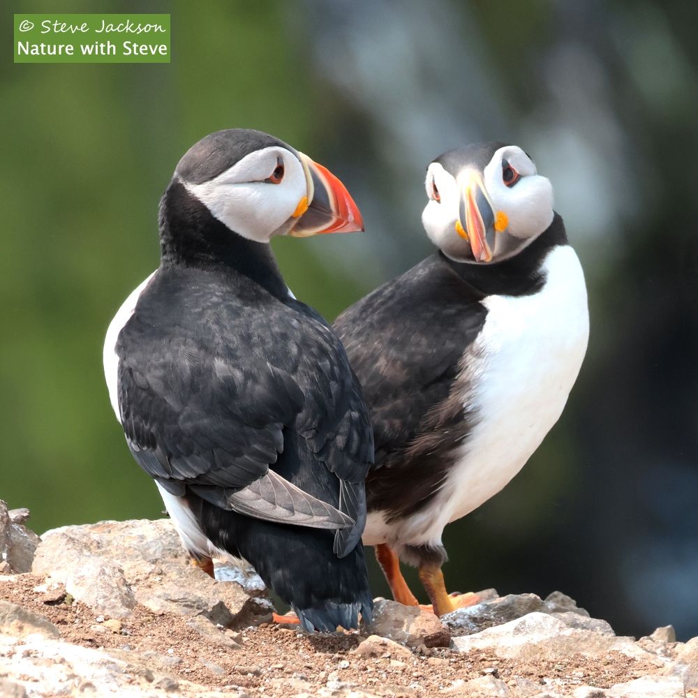 Photo of two Atlantic Puffins (Fratercula arctica) standing on a ledge, looking at each other. The Puffin on the left has their back to us, and their head turned to the right. The Puffin on the right is standing with their right side towards us, and their head turned so that we see their full face. The birds have black backs, wings, tails and necks, with the tops of their heads also black while the sides of their faces are white. Their eyes are black with orange rims, and their legs and webbed feet are orange. Their colourful beaks are narrow when seen from the front, triangular in shape seen from the side. The base of the beak has a a large patch of blue-grey enclosed within a pale yellow border, while the rest of the beak is red with a couple of pale yellow stripes. 