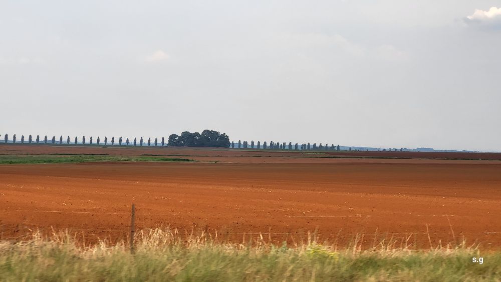 Rote Erde, weit entfernte, Bäume, exakt gesetzt