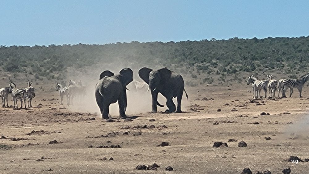 2 Elefanten im Kampf