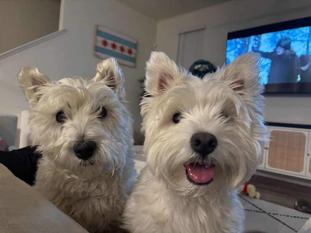 Two west highland white terriers 