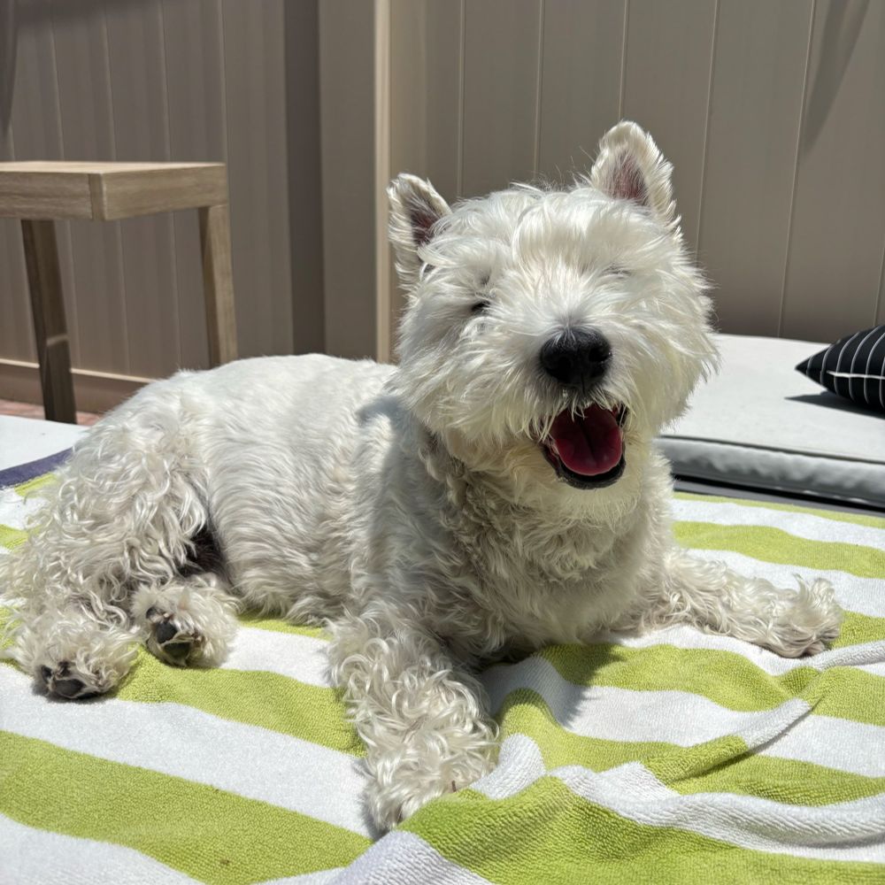 Westie smiling in the sun