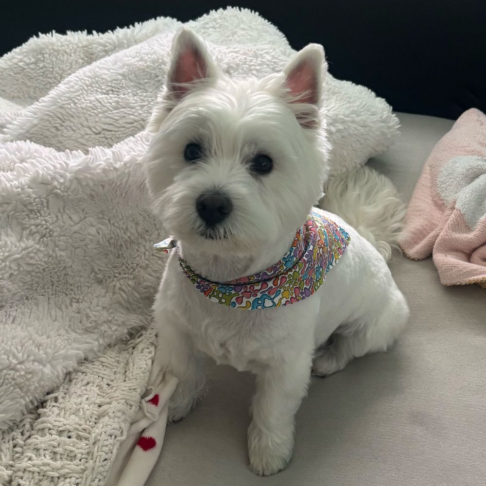 West highland white terrier on a couch with a bandanna 