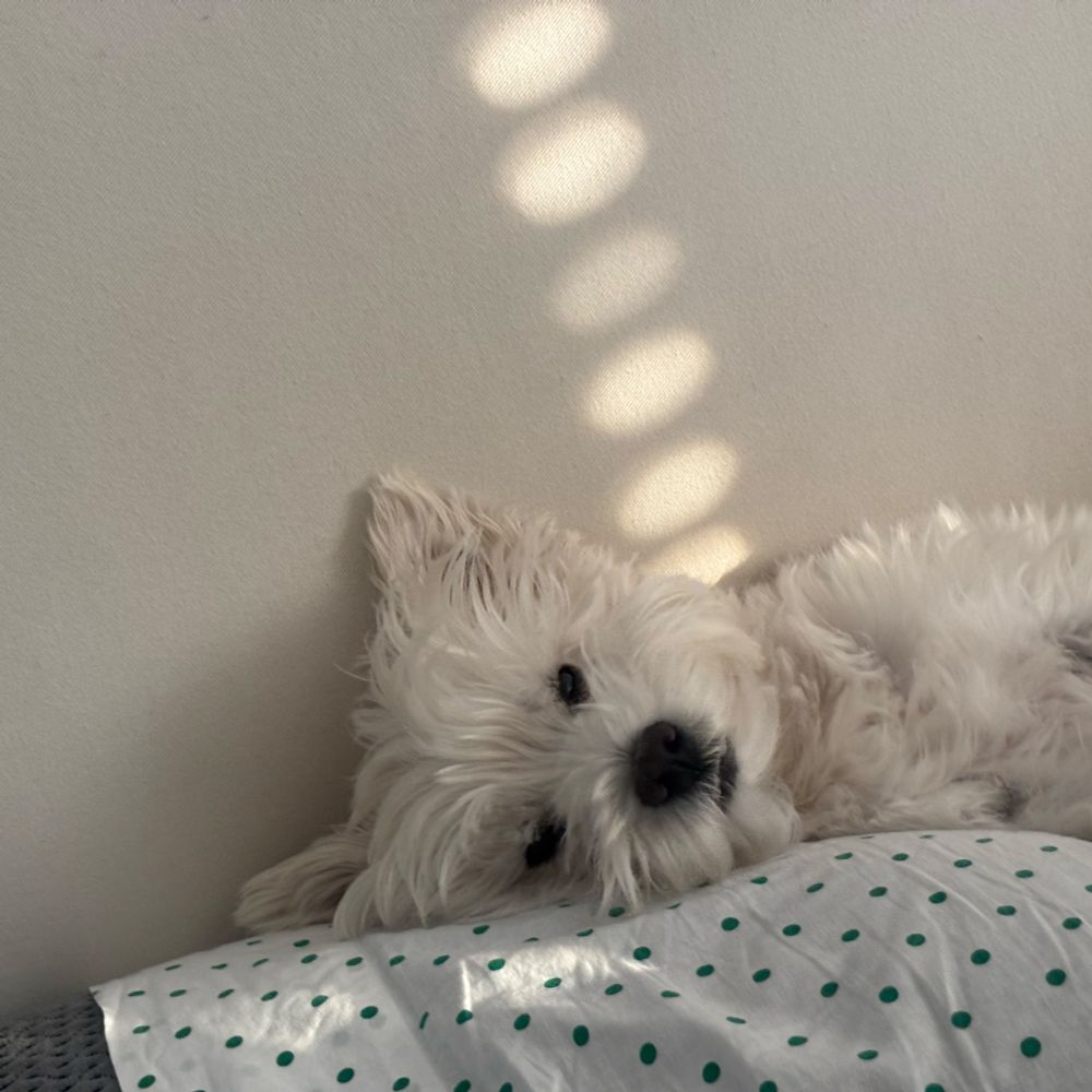 West highland white terrier laying on a pillow. 