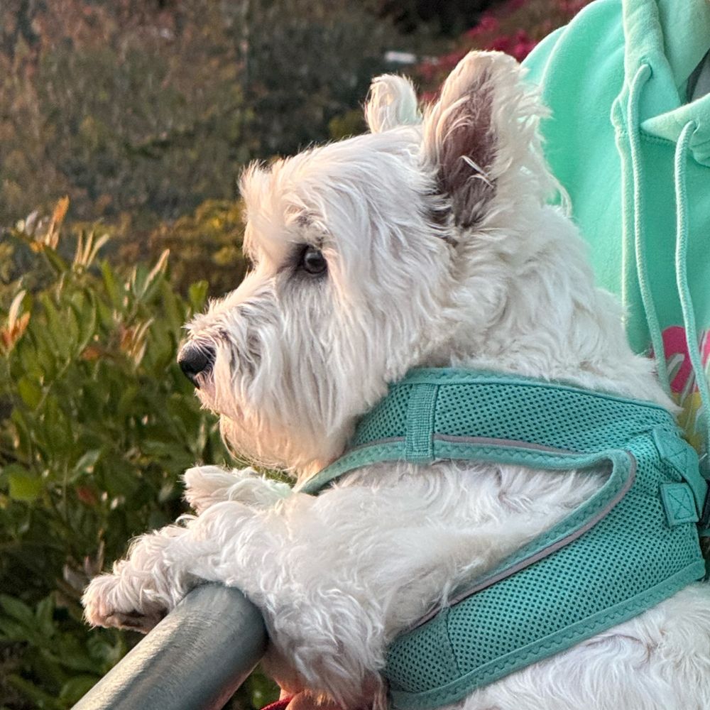 West Highland White terrier watching sunset 