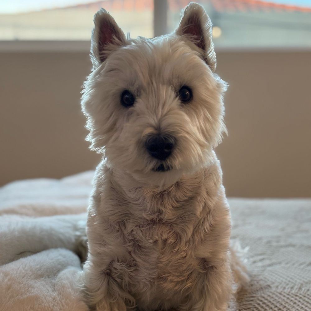 West Highland White terrier looking at camera