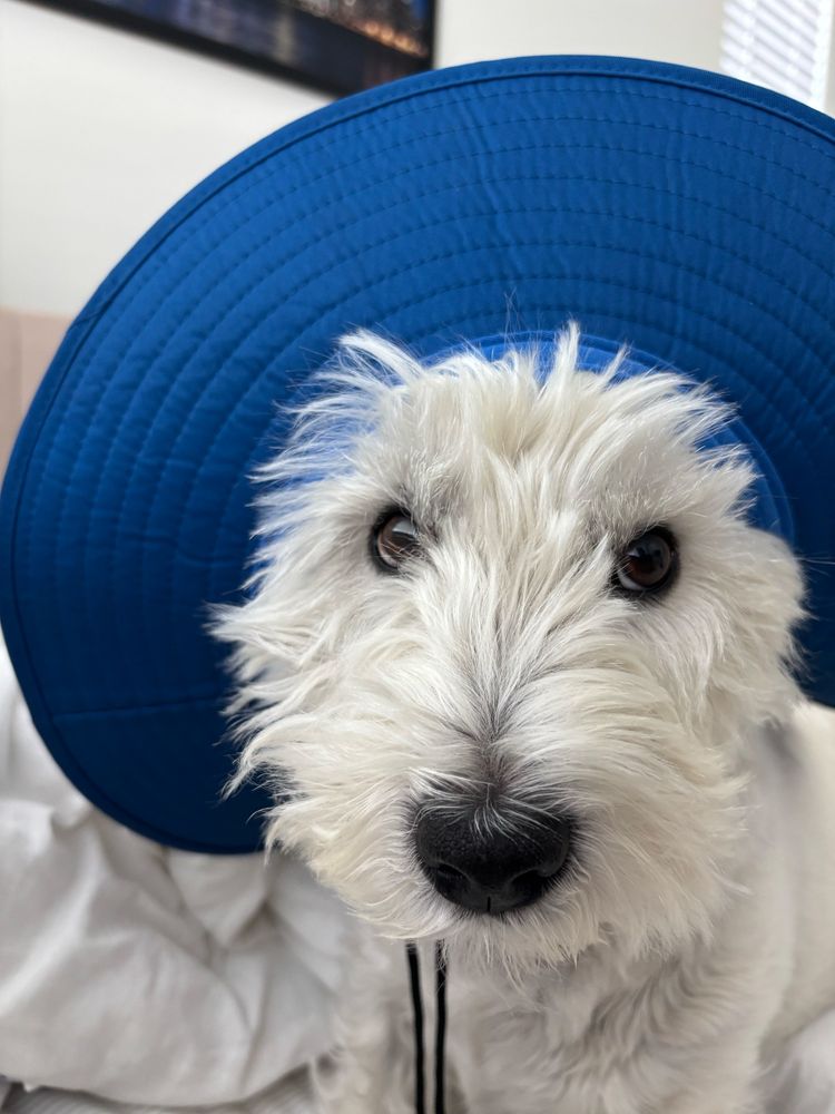 West Highland White Terrier in a blue hat