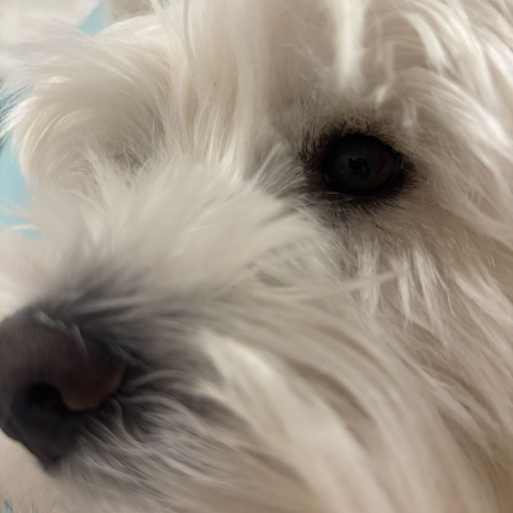 West highland white terrier face
