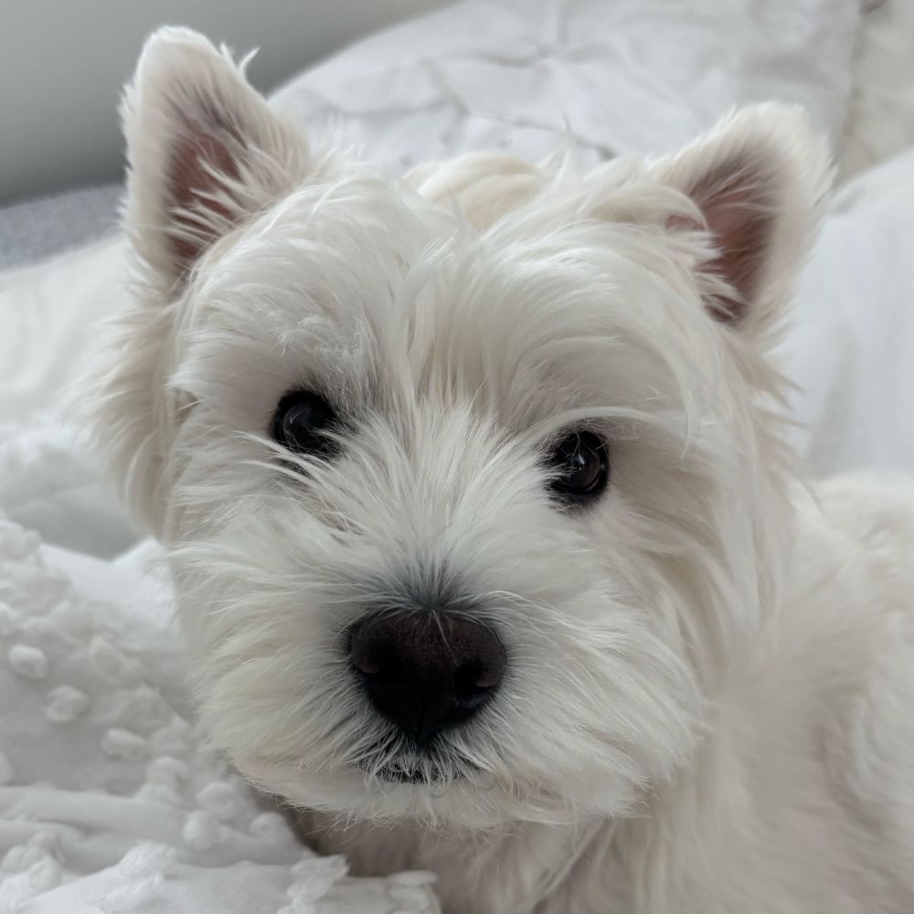 West highland white terrier face