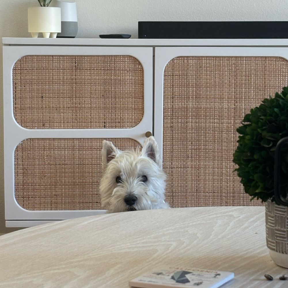 Westie staring at me for a walk. 