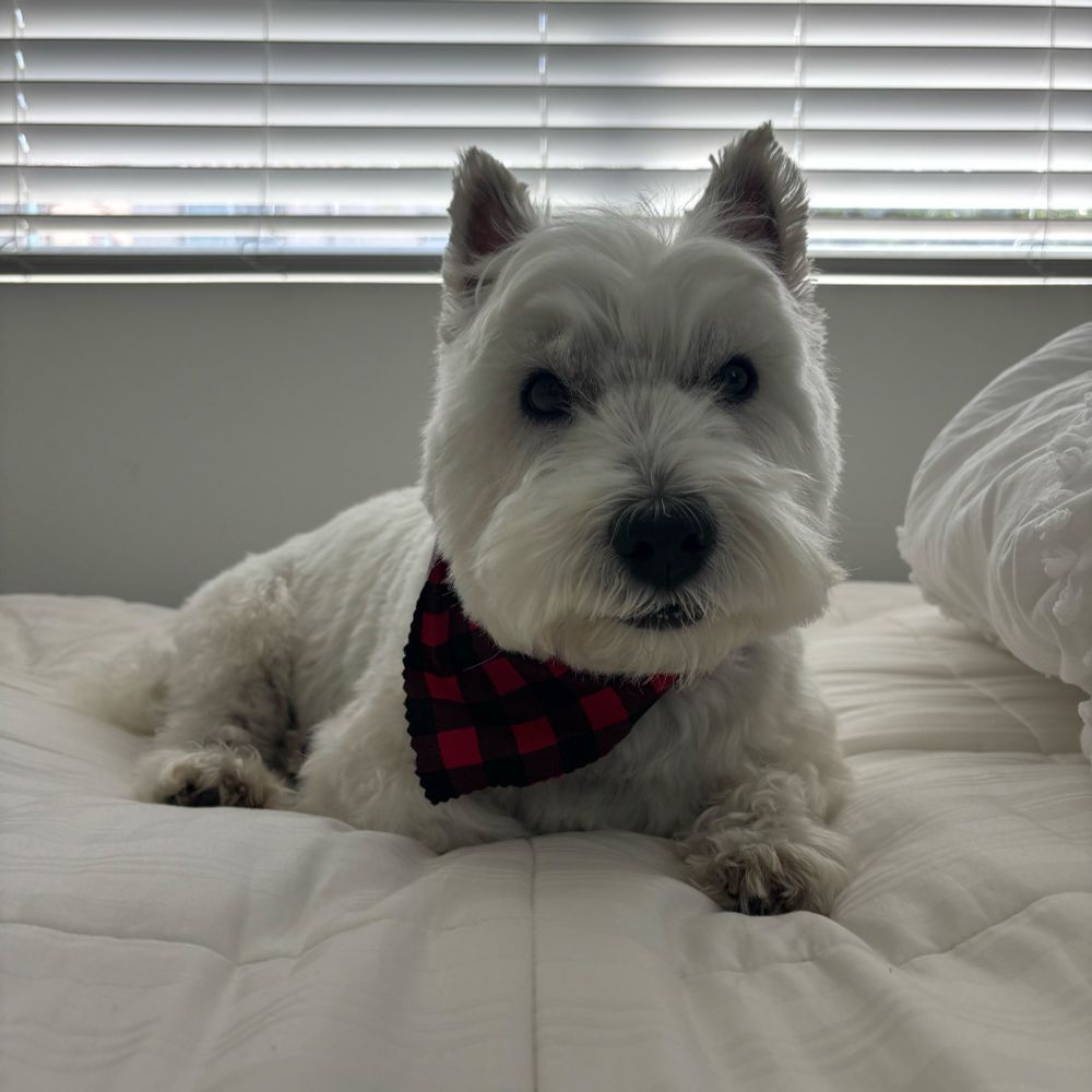 West highland white terrier on a bed wearing a bandana