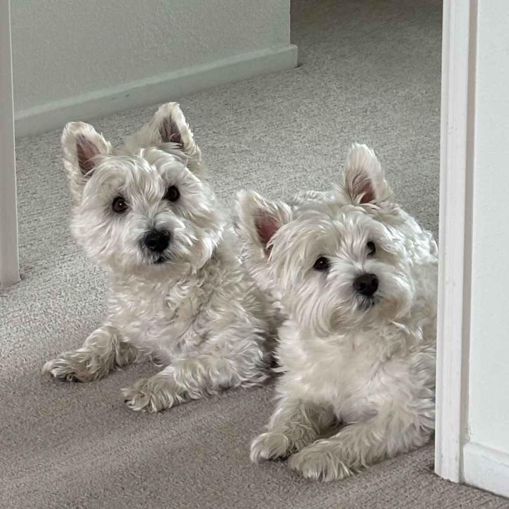 Two west highland white terriers in a doorway