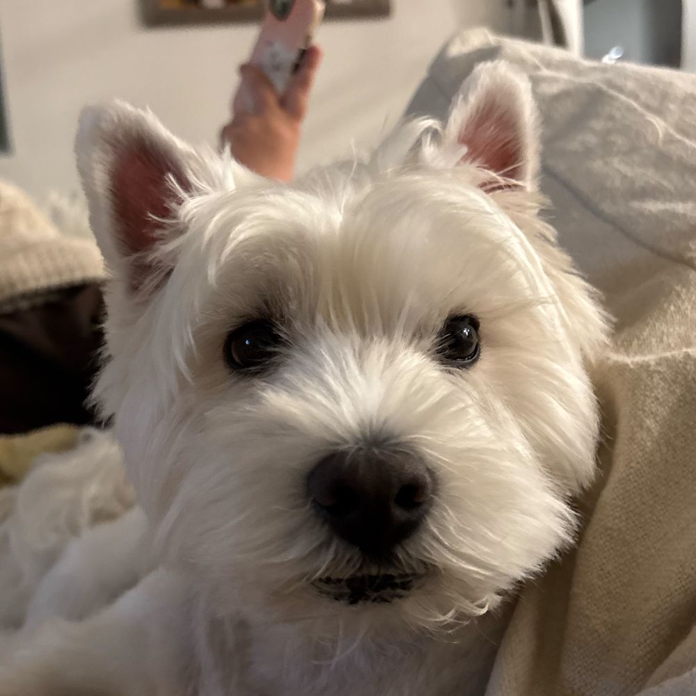West highland white terrier on couch