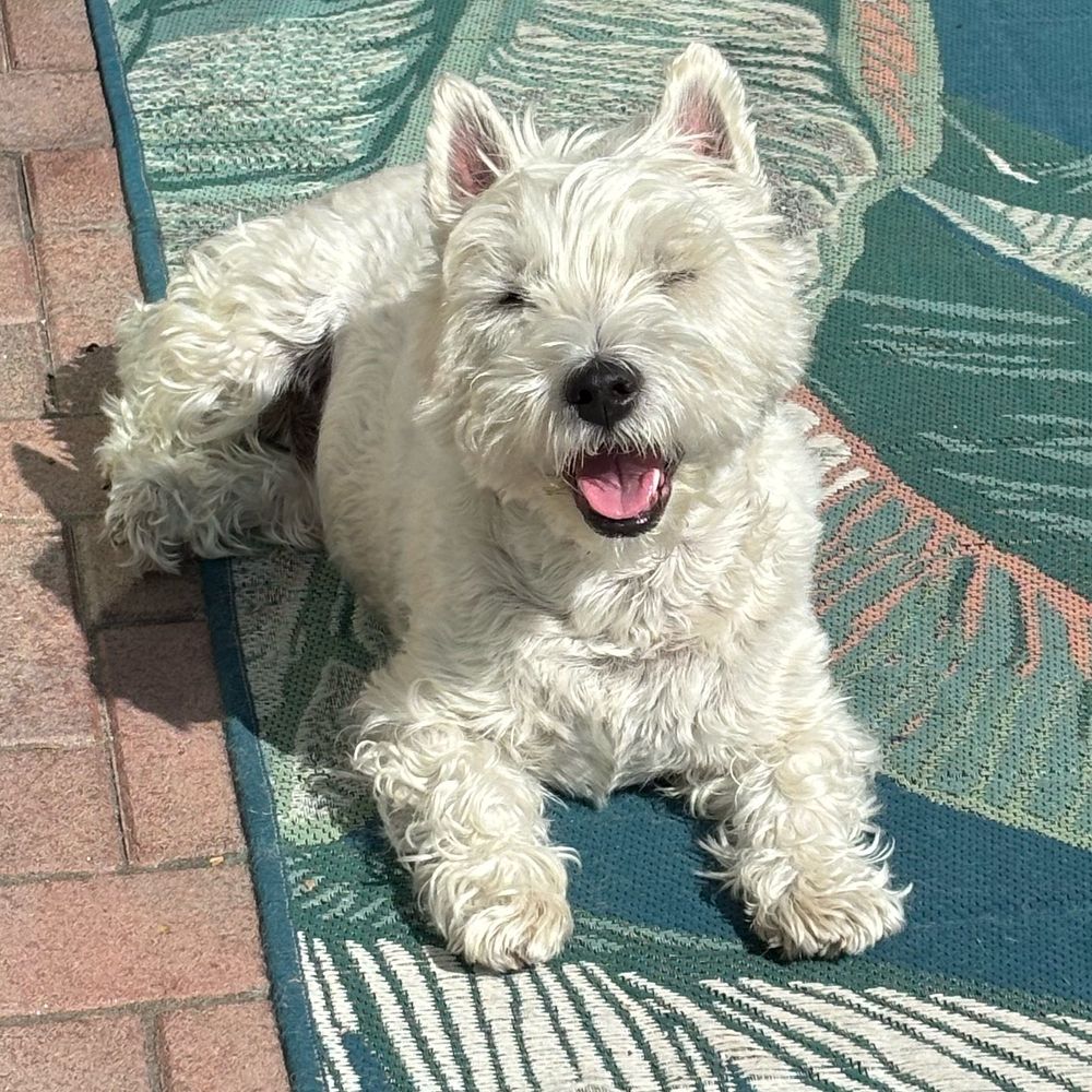 Smiling west highland white terrier in the sun