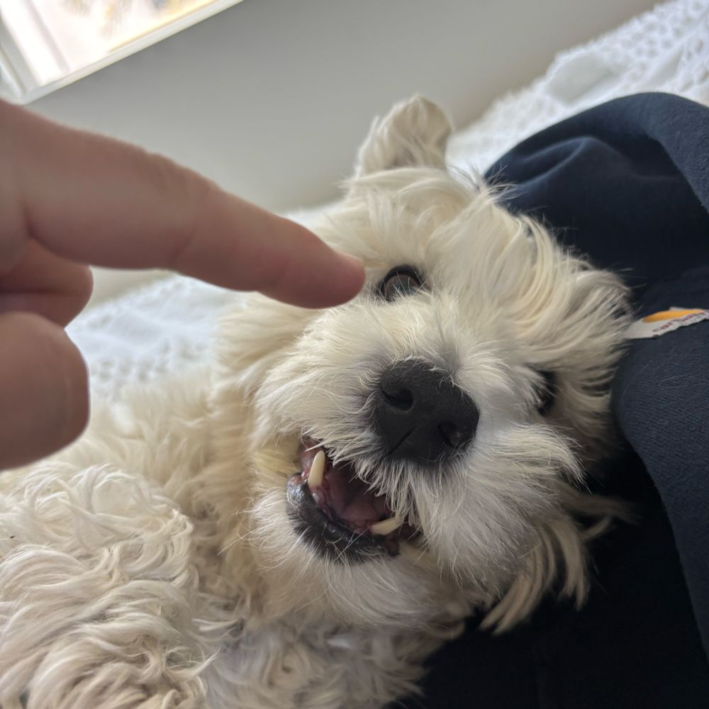 West highland white terrier annoyed by a boop