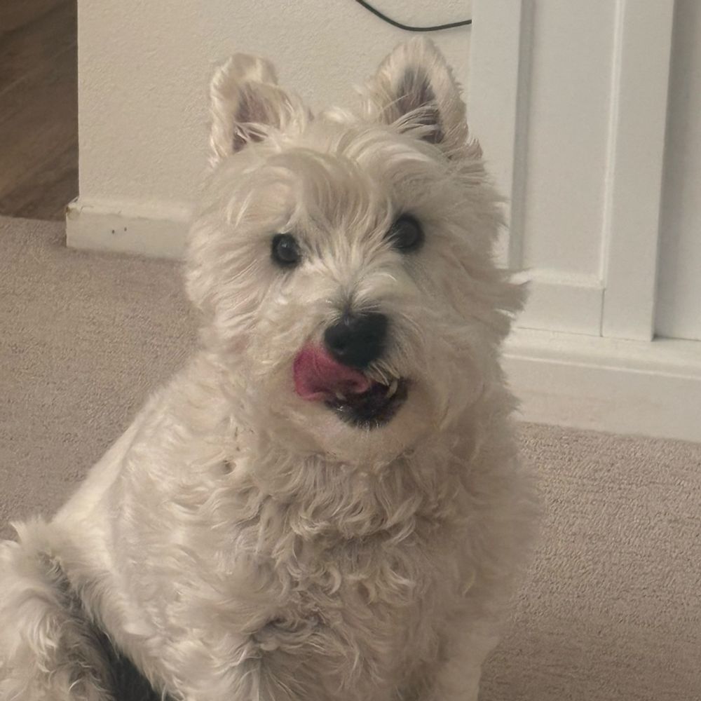 West Highland white terrier licking his chops