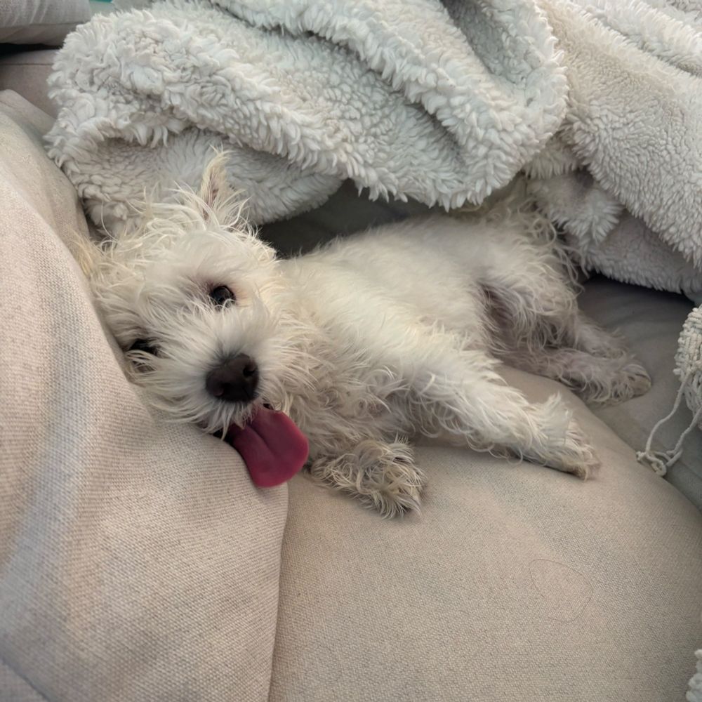 Westie drying off after a bath on the couch