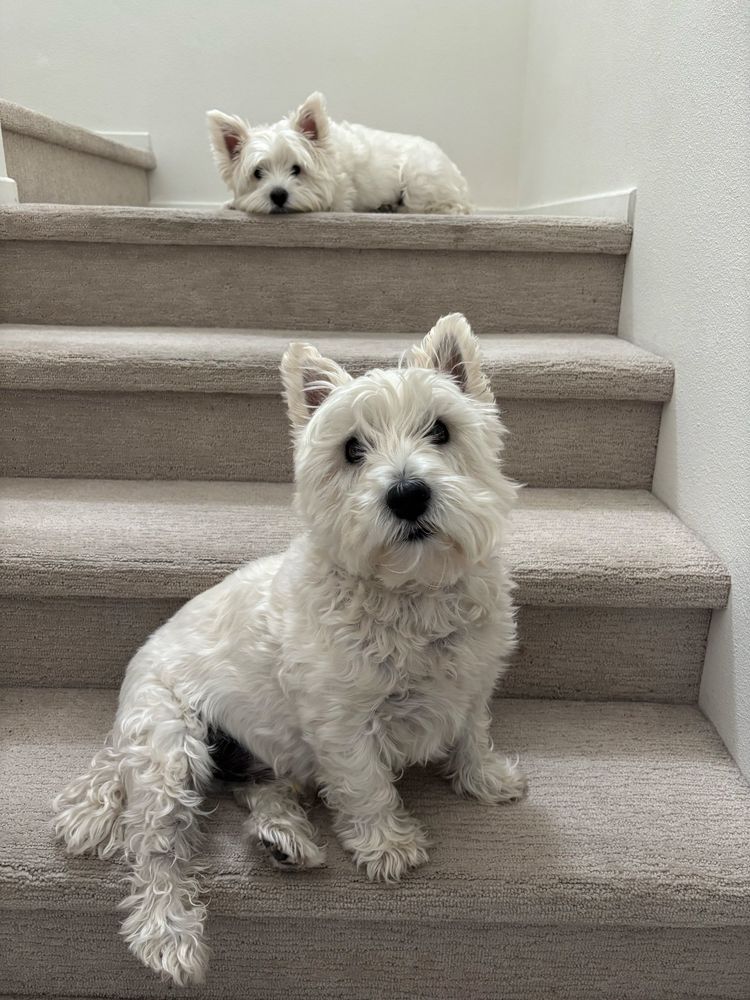 Two westies on a staircase 