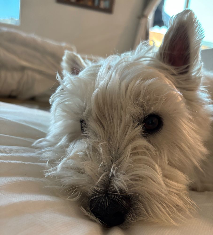 West Highland white terrier closeup
