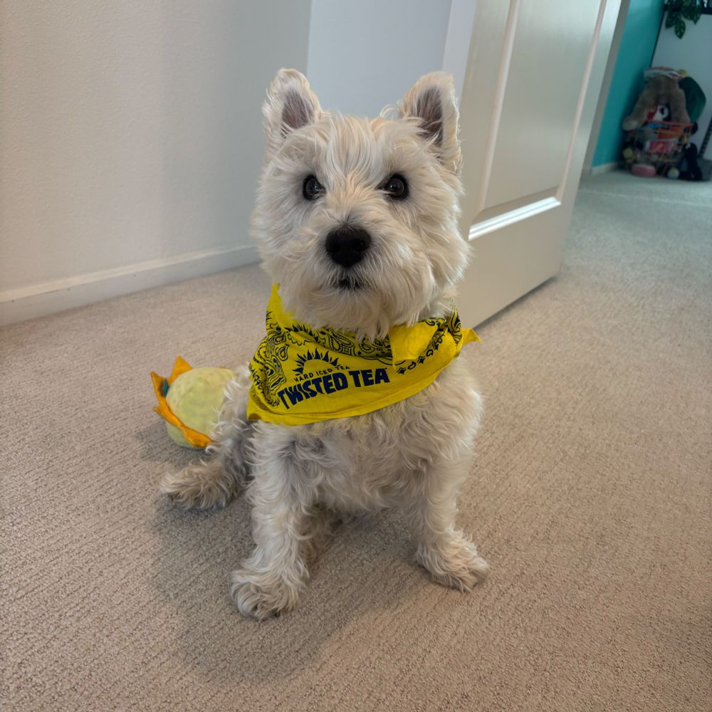 West highland white terrier with a twisted tea bandanna on. 