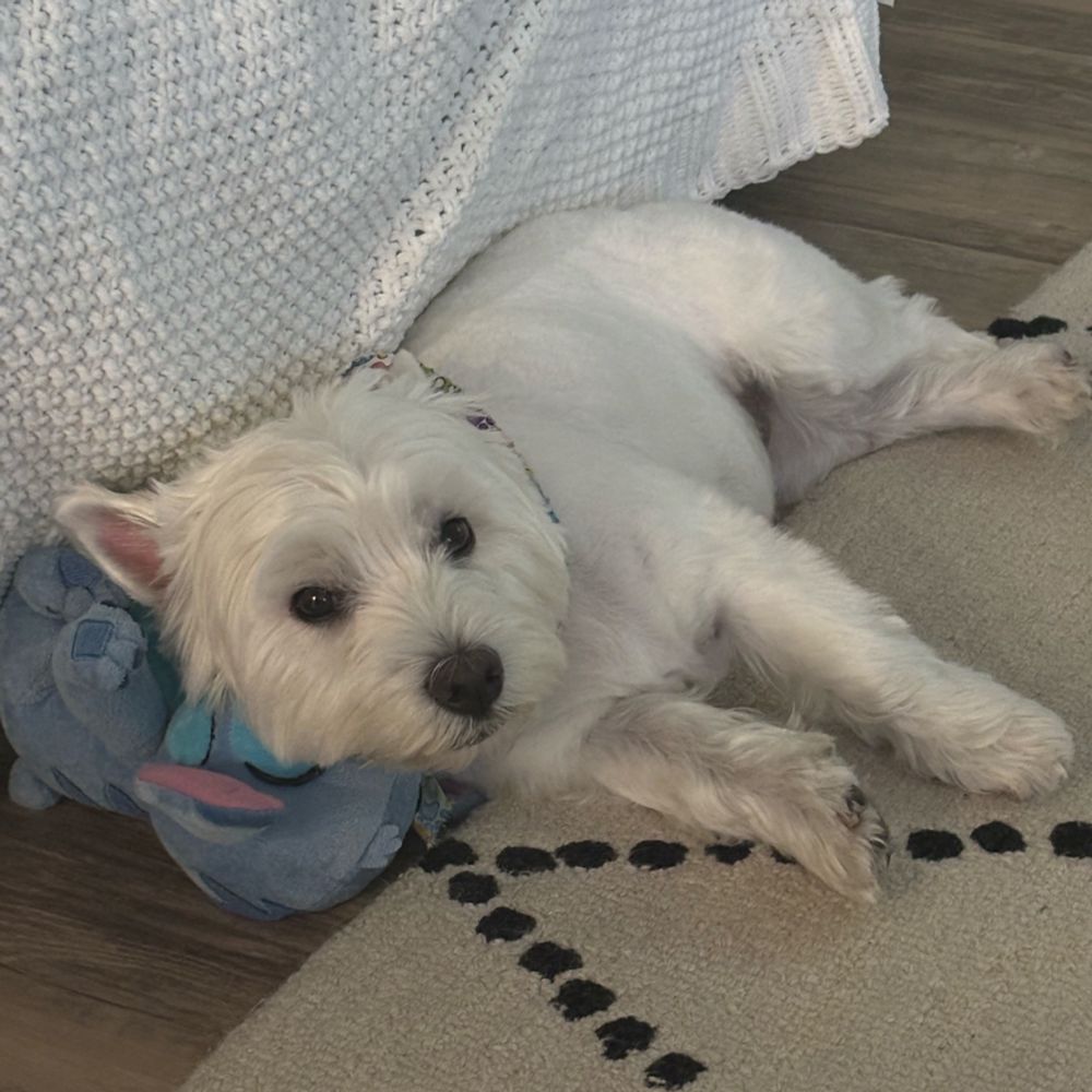West highland white terrier using Stitch as a pillow