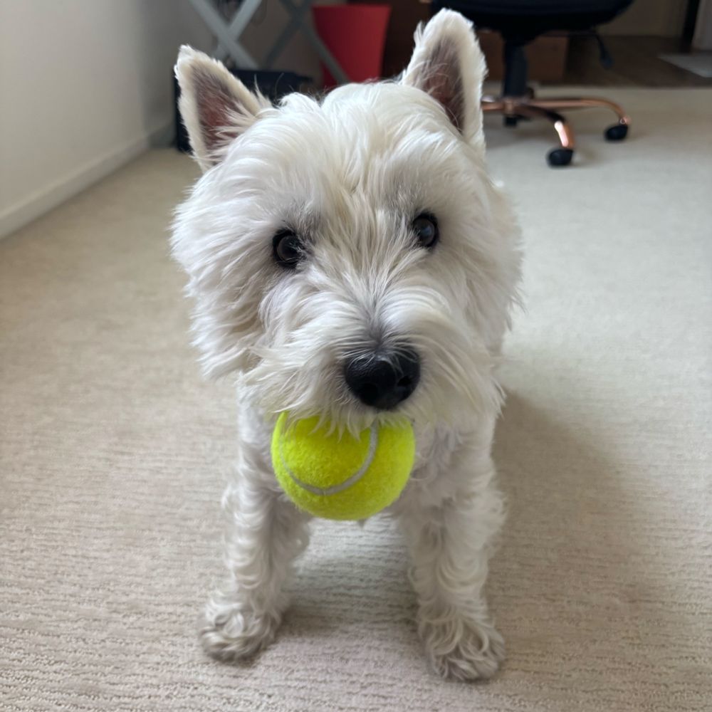 West Highland White terrier with tennis ball
