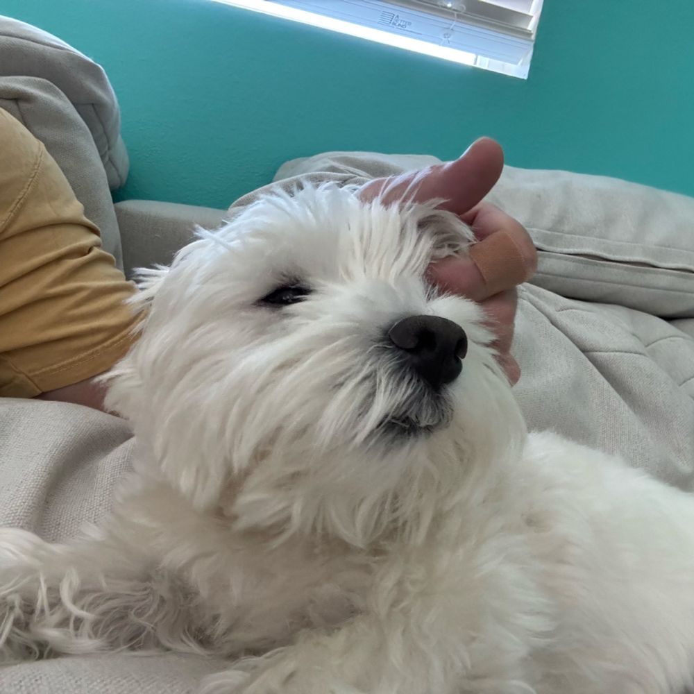 West highland white terrier getting ear scratched. 