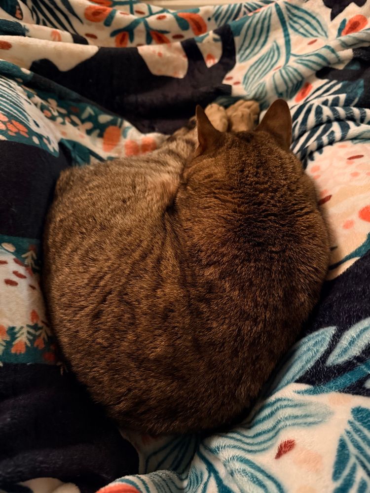 The same tabby cat, this time curled up in a ball between her human’s legs 