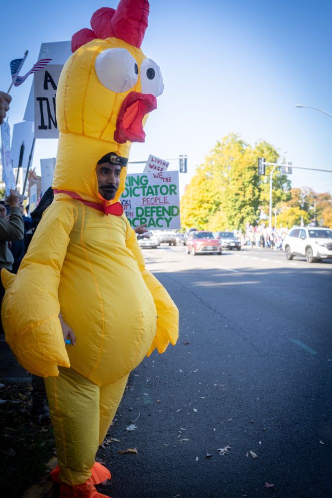 Inflatable rubber chicken suit standing in front of protest sign and oncoming traffic.