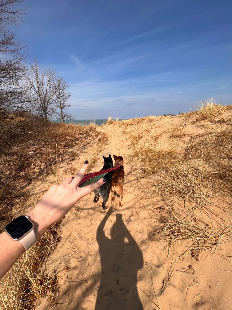 Indiana Dunes, Lake Michigan in view, two dogs walking on the dunes, you see their backside. One a blue heeler. One a red heeler. Best dogs ever.