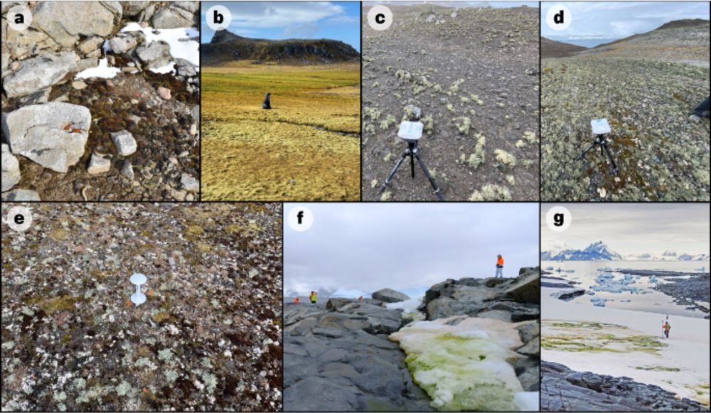 A satellite-derived baseline of photosynthetic life across Antarctica - Nature Geoscience