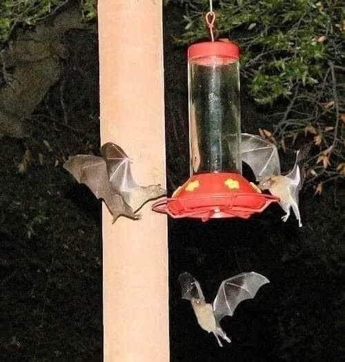Three bats drinking at a hummingbird feeder.