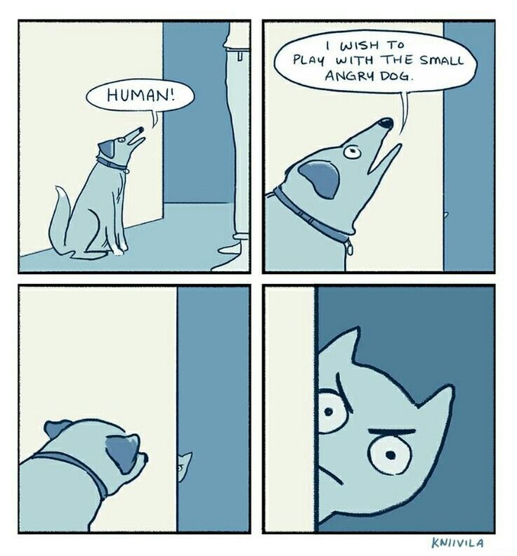 A four panel comic watermarked with the username “Kniivila”. It’s of a dog saying “Human! I wish to play with the small angry dog.” The dog then looks at a small angry cat half behind a wall similar to the cat in the previous post.