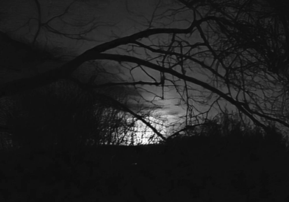 Halo de lune blafarde sur l'horizon qui éclaire des branches d'arbre en hiver. 