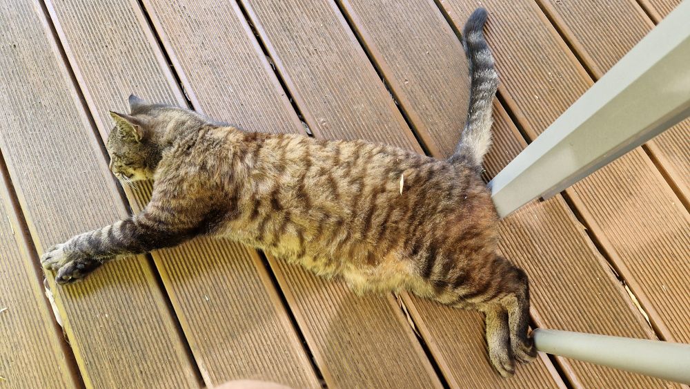 getigerter Kater liegt müde ungefähr in der Pose vom Puma Logo auf der Terrasse 