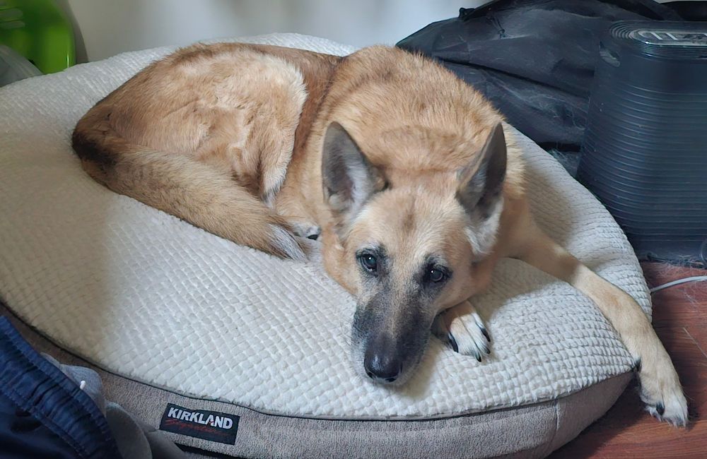 A senior German Shepherd Dog, lying flat on a dog bed, bathed in white, morning light, and staring up at the camera. 
