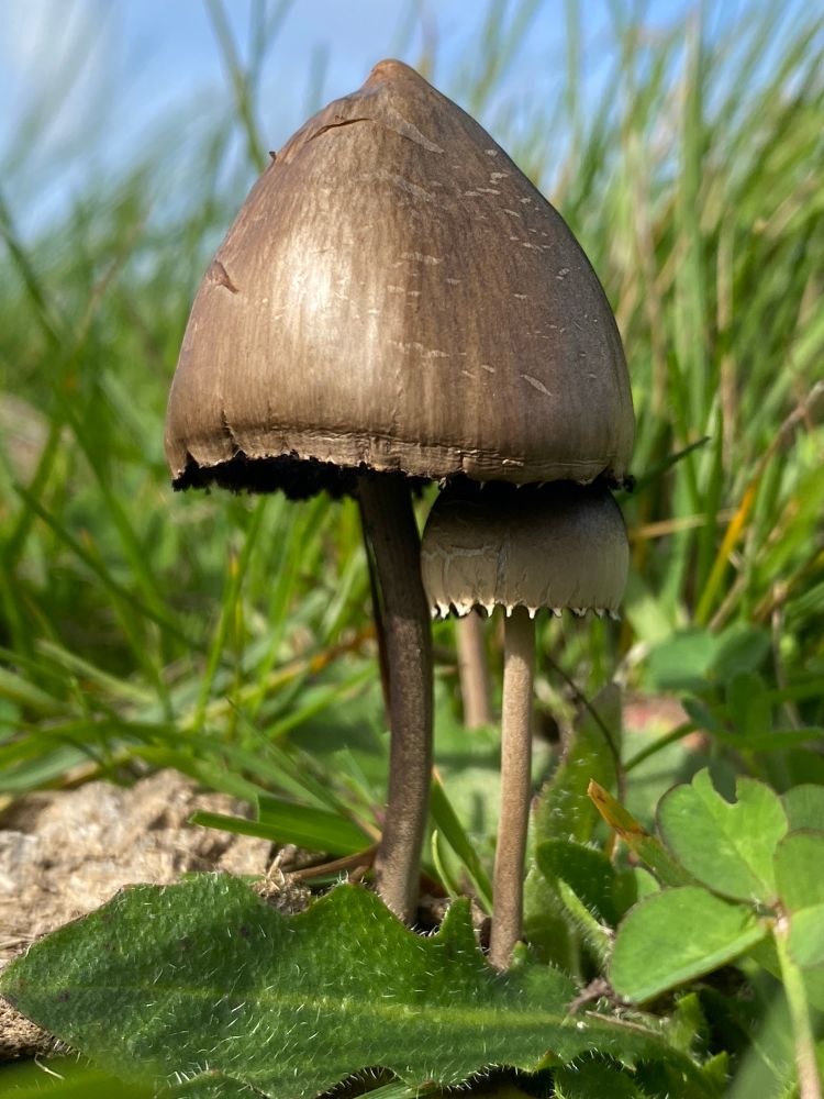 Dung loving fungi - Petticoat Mottlegill (Panaeolus papilionaceus)