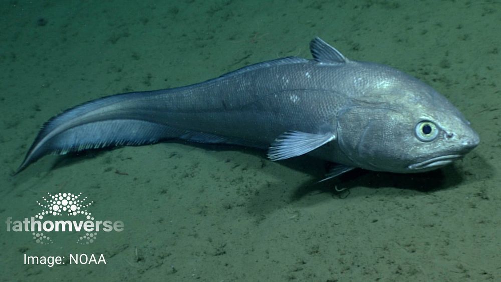 A blue/silver fish swimming near the ocean floor, photo by NOAA.
