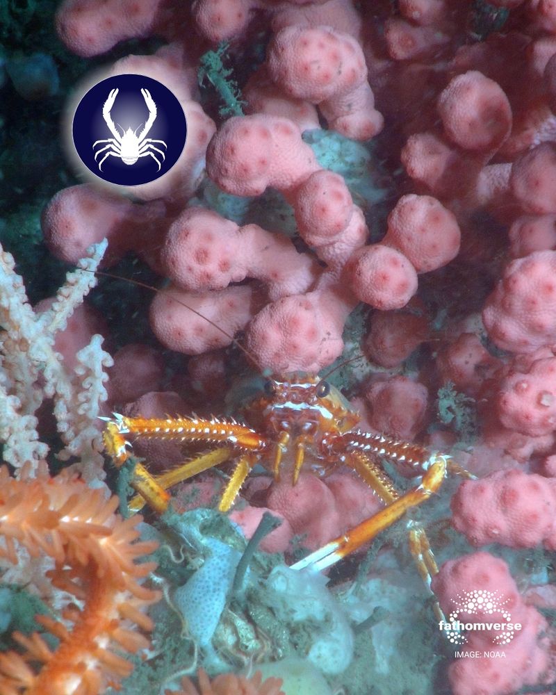 Orange squat lobster among pink coral. In the upper left corner, white icon of a squat lobster in a blue circle. In the bottom right corner, FathomVerse logo and image credit: NOAA