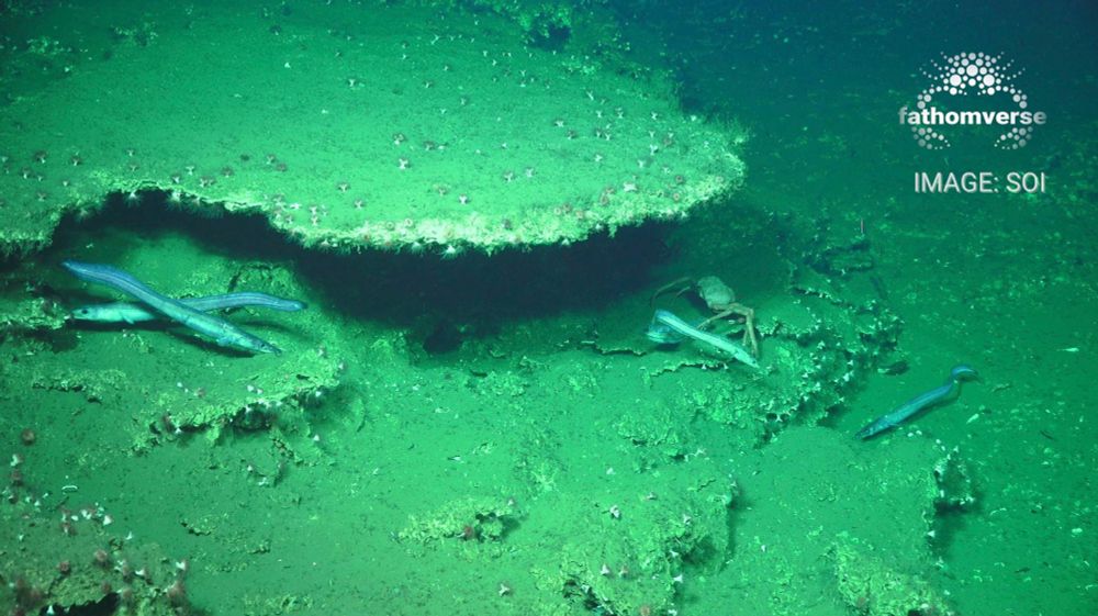 Underwater scene of fishes and a crab on the rocky sea floor. 