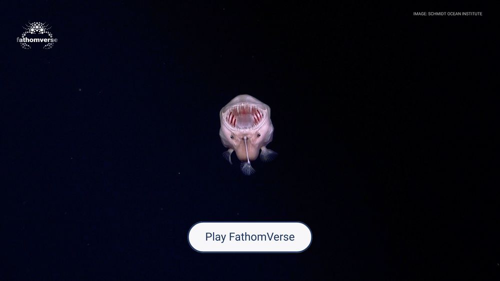 Deep-sea fish with open mouth against dark background. Text: Play FathomVerse. Image credit: Schmidt Ocean Institute.