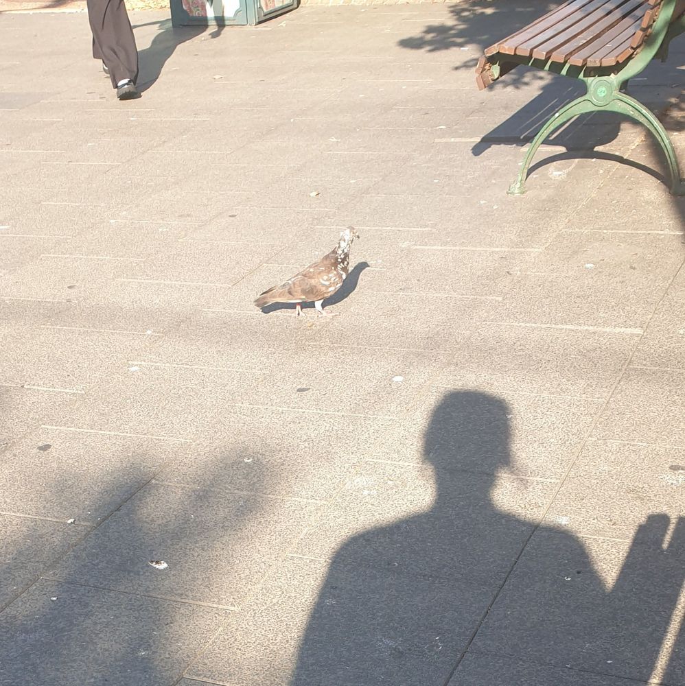 A brown pigeon with lots of white freckles is walking on pavers in the park. My long shadow in the frame highlights the vast distance between us.